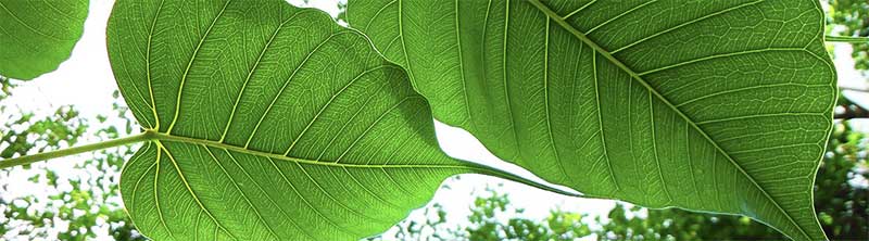 looking up to backlit bodhi tree leaves showing capillary structure
