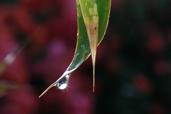 leaf with water droplet refracting light