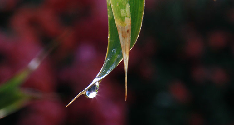 leaf with water droplet refracting light