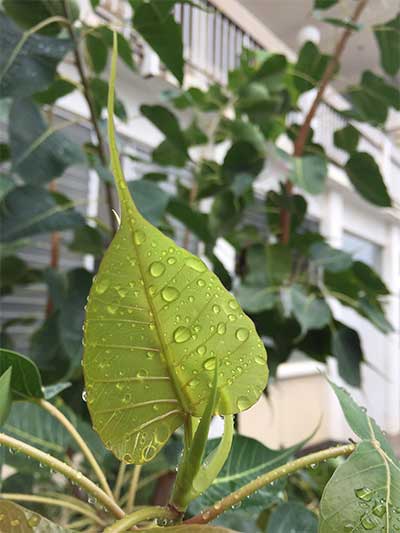 Bodhi tree leaf with raindrops