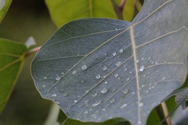 bodhi tree leaf with droplets, photo by Alan Kubota