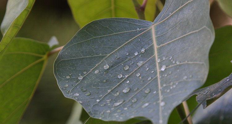 bodhi tree leaf with droplets, photo by Alan Kubota