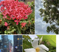 2nd Place: Aiko Nakashima, Hongwanji Mission School, “The World Around Us”