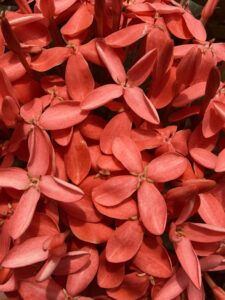 2026 HHMH poster contest entry #7