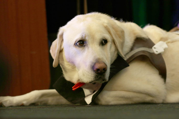 The service dog that accompanied Vickie and Jim Kennedy at the event